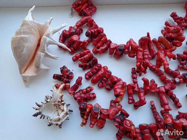 Раковины, ракушки, кораллы