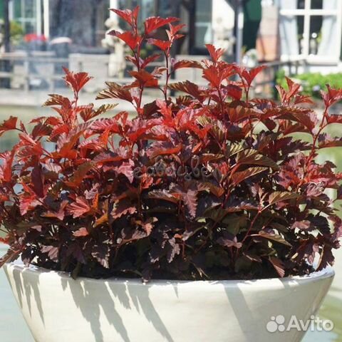 Пузыреплодник «Little Angel»