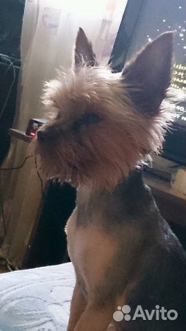 Стрижка собак и кошек Стрижка собак и кошек