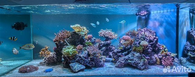 Морской аквариум Морской аквариум