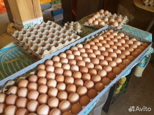 Инкубация яиц. Вывод цыплят. Цыплята бройлера купить на Зозу.ру - фотография № 1