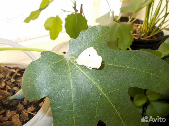 Инжир турецкий коричневый. Инжир карликовый мелколистный. Инжир ялтинский королевский. Авито инжир. Авито инжир.