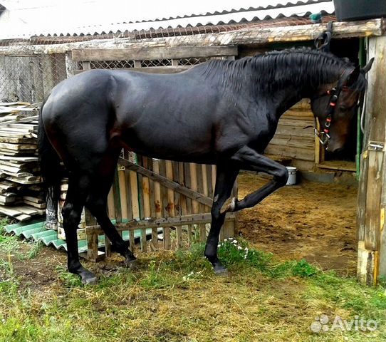 Лошадь чкв купить на Зозу.ру - фотография № 1