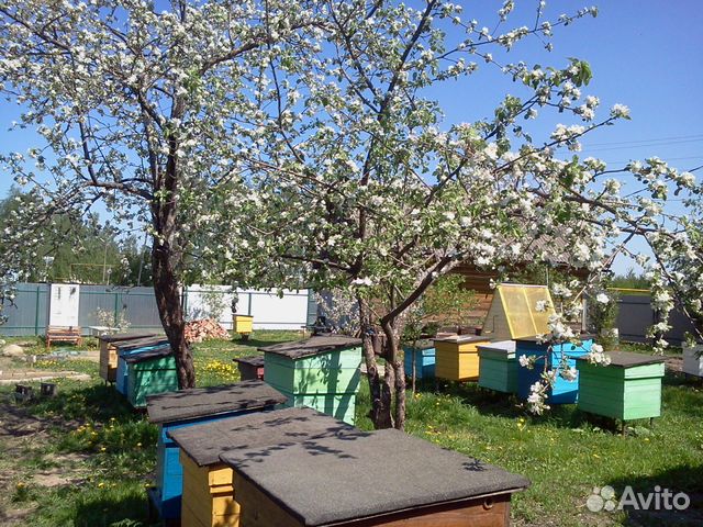 Семьи пчёл купить на Зозу.ру - фотография № 3