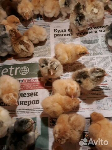Цыплята брама,кохинхин, орингтон купить на Зозу.ру - фотография № 2