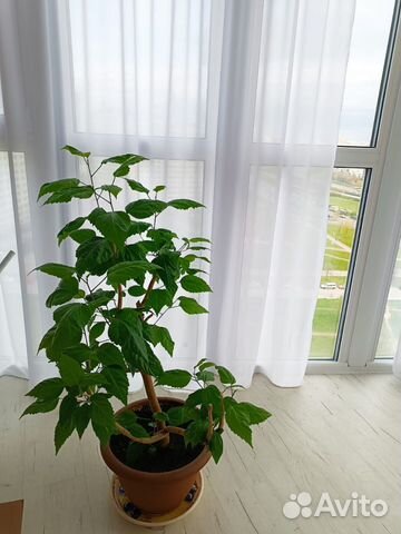 

1-к. квартира, 70 м², 2 кровати