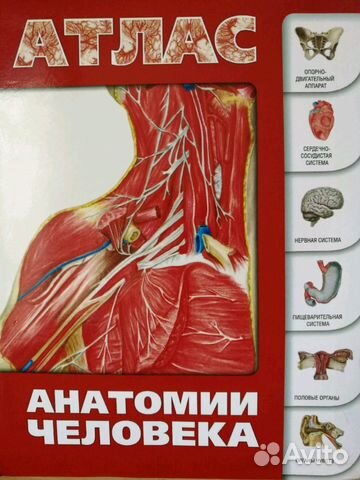 ЛЕВКИН АНАТОМИЯ ЧЕЛОВЕКА СКАЧАТЬ БЕСПЛАТНО ЛЕВКИН АНАТОМИЯ ЧЕЛОВЕКА СКАЧАТЬ БЕСПЛАТНО