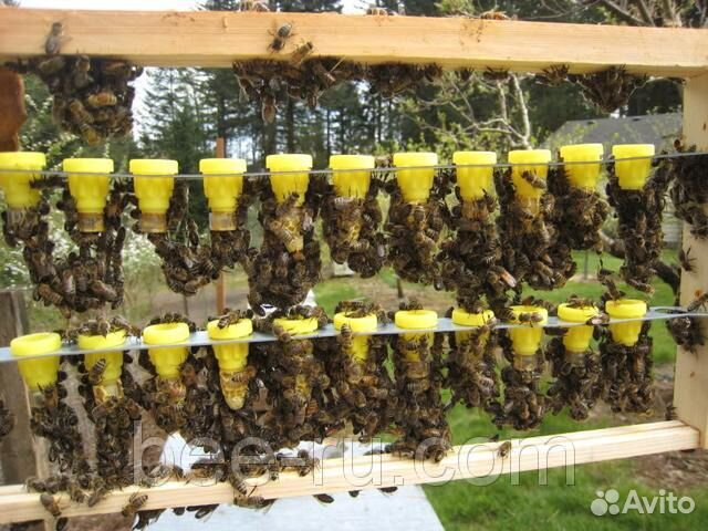 Пчеломатки купить на Зозу.ру - фотография № 5