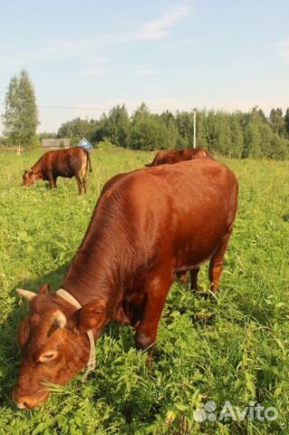 Коровы красногорбатовские