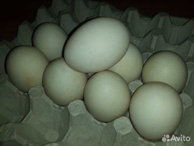 Инкубационное яйцо, Птица купить на Зозу.ру - фотография № 1