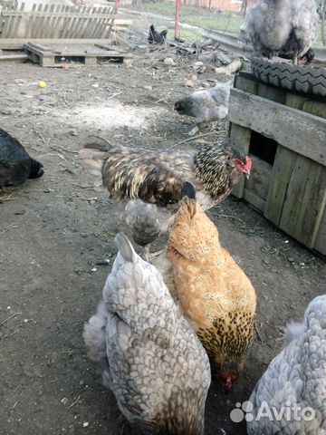 Утята,цыплята разные, родители,гусята купить на Зозу.ру - фотография № 2