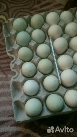 Инкубационные яйца льюянг и ухейлюй купить на Зозу.ру - фотография № 1