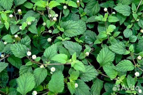 Липпия- лечебное сладкое для диабетиков