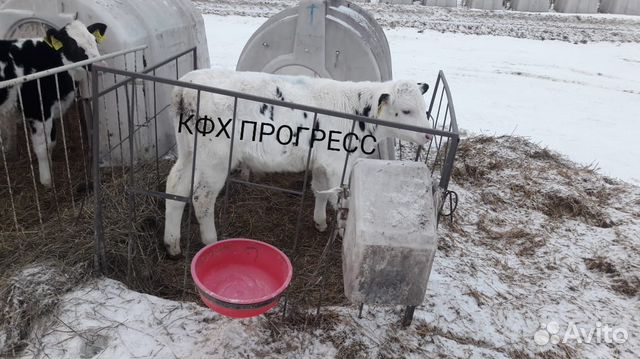 Телята бычки купить на Зозу.ру - фотография № 3