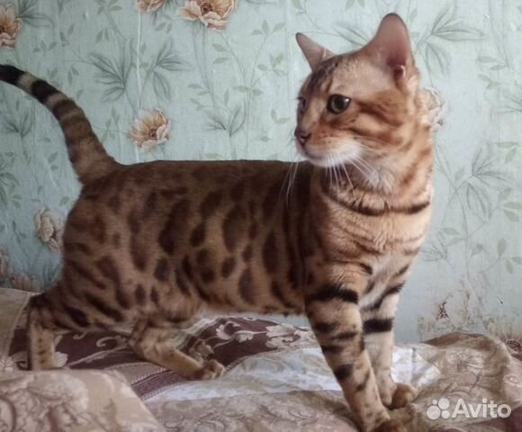 Бенгальский кот, вязка купить на Зозу.ру - фотография № 1