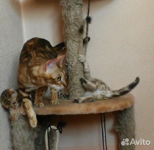 Бенгальская кошка купить на Зозу.ру - фотография № 4