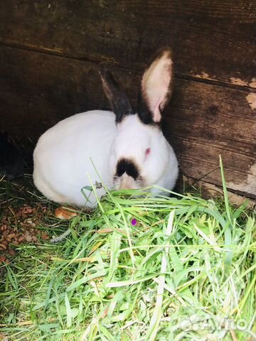 Кролики (1 месяц)