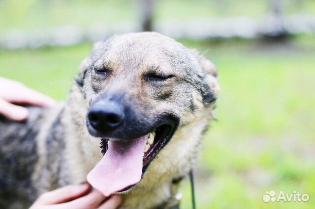Смешная собака Томми в добрые руки купить на Зозу.ру - фотография № 8