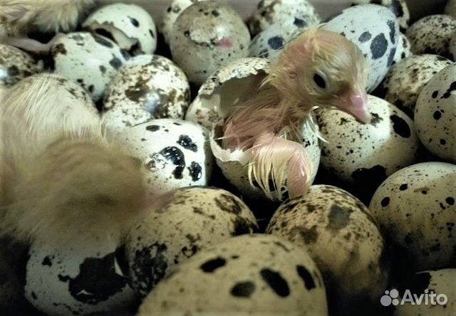 Инкубационное яйцо и Техасские перепелята купить на Зозу.ру - фотография № 1