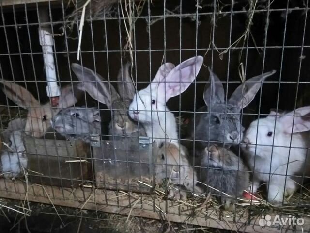 Кролики "Ризен" 3мес., 6 мес купить на Зозу.ру - фотография № 3