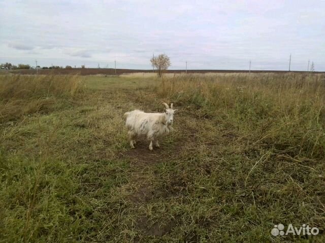 Дойная коза купить на Зозу.ру - фотография № 4