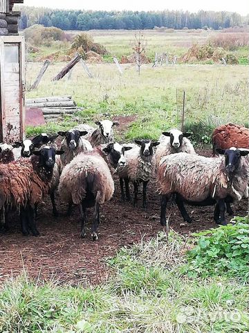 Овцематки, ягнята, дойные козы купить на Зозу.ру - фотография № 1