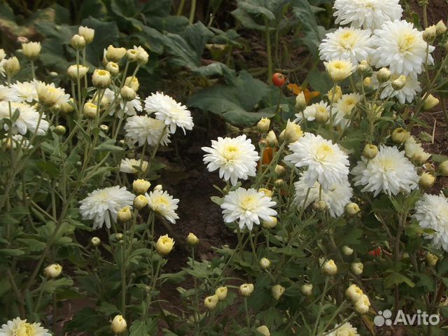 Растения для дачи