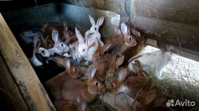 Кролики,крольчата купить на Зозу.ру - фотография № 6