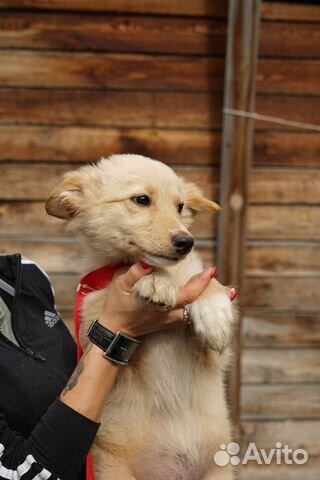 Более 30 стерилизованных щенков купить на Зозу.ру - фотография № 7