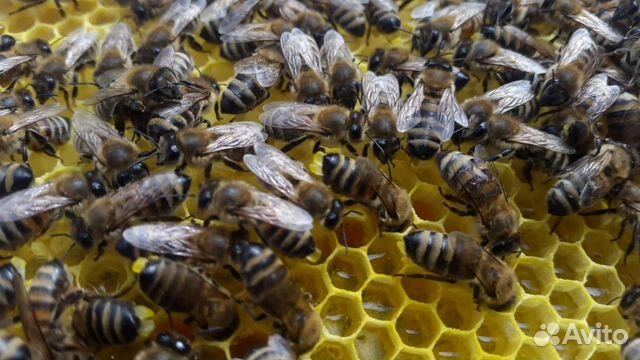 Пчелопакеты 2020 купить на Зозу.ру - фотография № 5