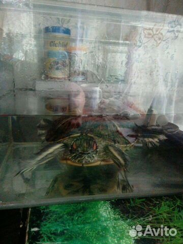 Огромная черепаха, аквариум в сборе-обмен купить на Зозу.ру - фотография № 8