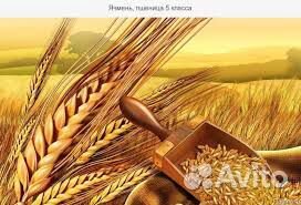 Пшеница 5 класса купить на Зозу.ру - фотография № 1