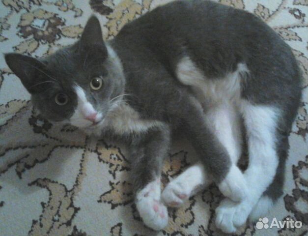 Отдам котёнка