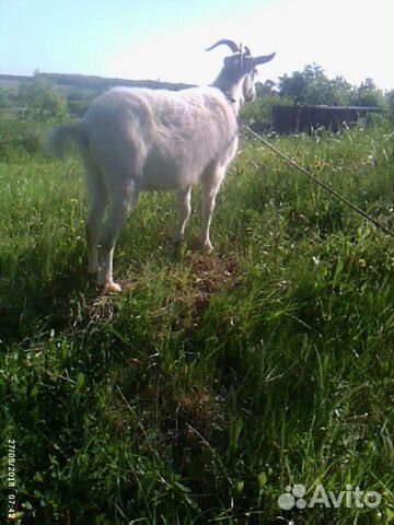 Молодая коза (можно на мясо) купить на Зозу.ру - фотография № 2