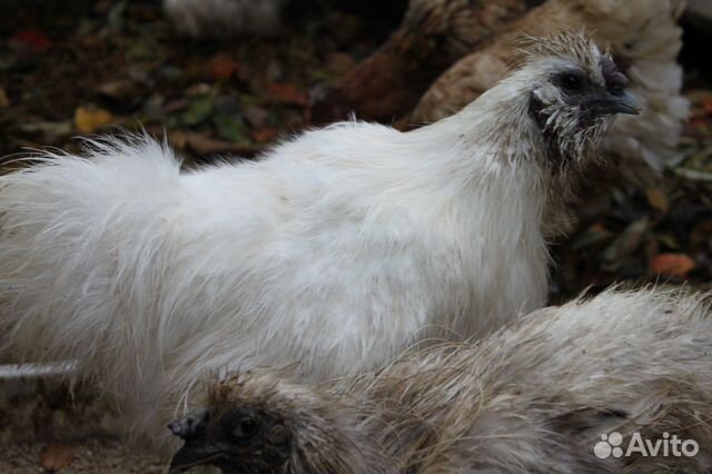 Курицы порода китайская шелковая купить на Зозу.ру - фотография № 4