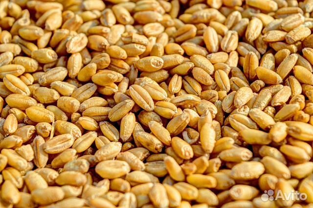 Кукуруза и Пшеница урожая 2019 ода купить на Зозу.ру - фотография № 1