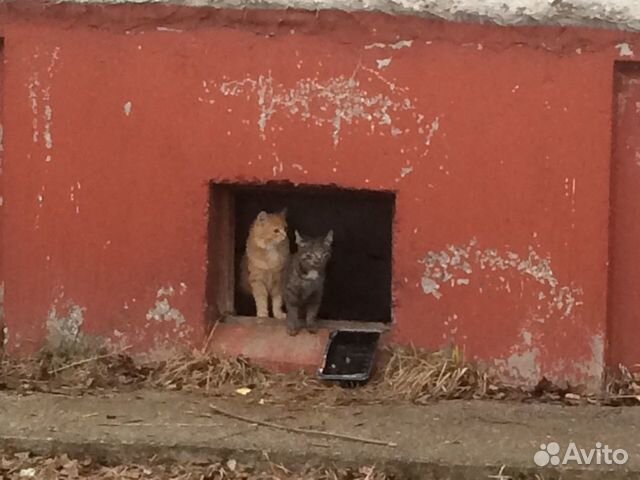 Котята ищут дом купить на Зозу.ру - фотография № 8