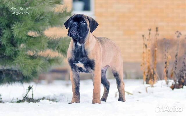 Bullmastiff pojke