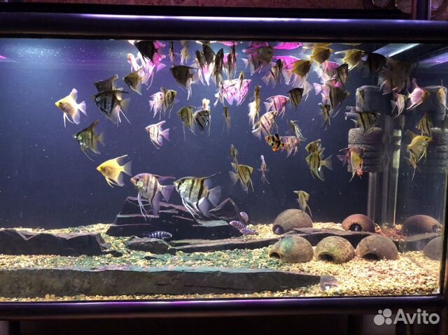 Аквариумная рыбка скалярия купить на Зозу.ру - фотография № 1