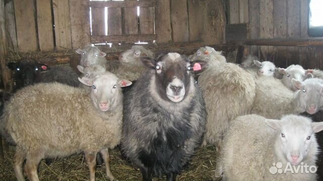Овцы,бараны,молодняк мелкого рогатого скота купить на Зозу.ру - фотография № 1