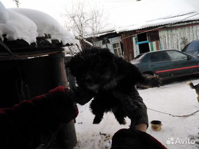 Отдадим щенят в добрые руки) :) купить на Зозу.ру - фотография № 4