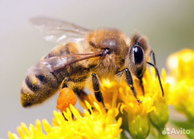 Пчелопакеты - пчелосемьи купить на Зозу.ру - фотография № 1