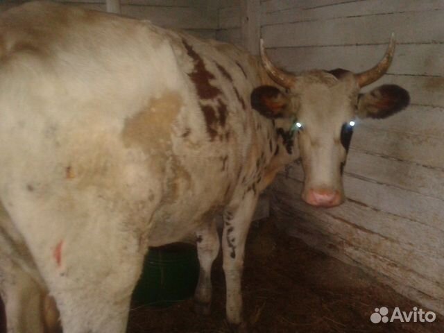 Продается корова айрширской породы купить на Зозу.ру - фотография № 1
