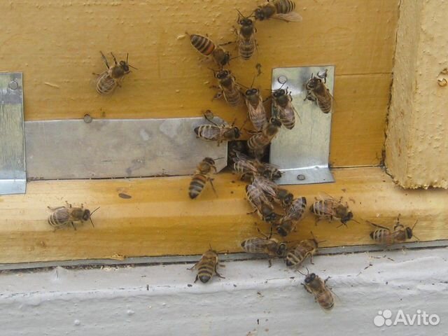 Принимаем заказы на пчелопакеты купить на Зозу.ру - фотография № 1