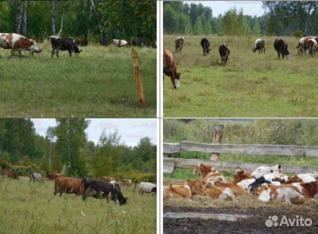 Крс - фуражные коровы - 50 голов купить на Зозу.ру - фотография № 1