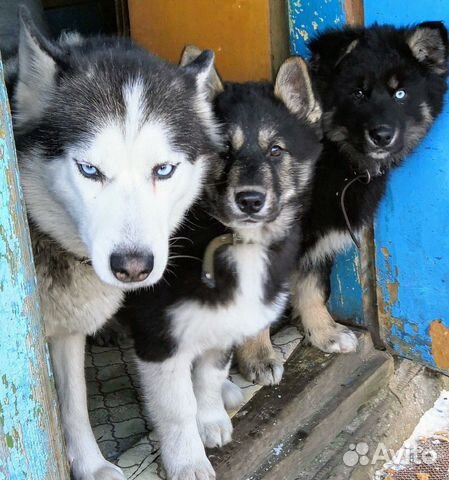 Shenki Metisy Haski I Labradora Retrivera Kupit V Mulino Zhivotnye I Zootovary Avito