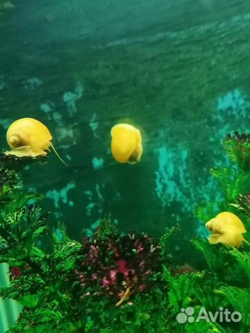 Улитки жёлтые,аквариумные купить на Зозу.ру - фотография № 1