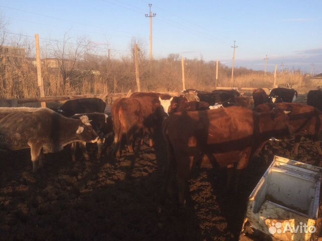 Коровы Быки купить на Зозу.ру - фотография № 2