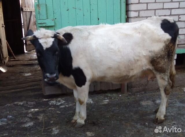Продаются коровы купить на Зозу.ру - фотография № 2