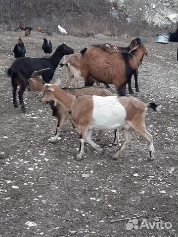 Козы и козлята купить на Зозу.ру - фотография № 2